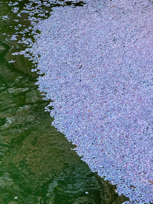 池に落ちる花びらの青のれん 杭州梦溪苑｜桜の花びらの雨が中華風庭園に出会うと、息をのむ美しさに