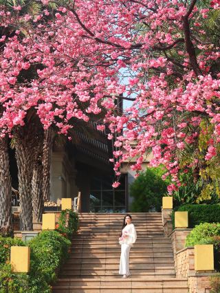 Keep your promise to see cherry blossoms on the shores of Dianchi Lake.