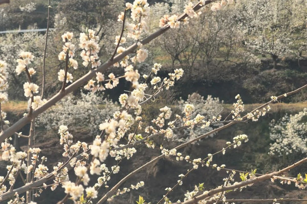 會理黃虎村梨花盛放，春光燦爛等你來見｜Trip.com 會理