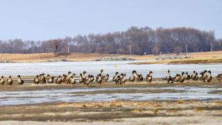 デュルベルト渡り鳥バードウォッチングシーズン