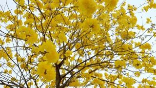 Сезон цветения в Гуйлине: магнолии и сакуры цветут вместе