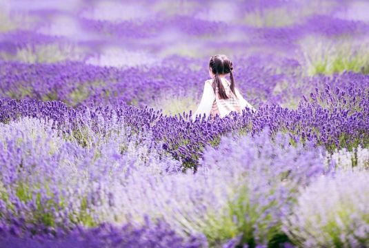 フランス、プロヴァンスの紫色のラベンダー畑への旅 | Trip.com シャモニー