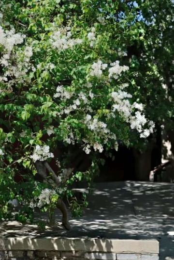 乾隆帝から贈られた樹齢260年のライラックが開花すると、界台寺は