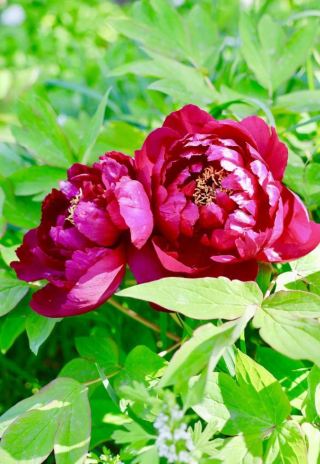 浜城の牡丹の花が終盤に入る