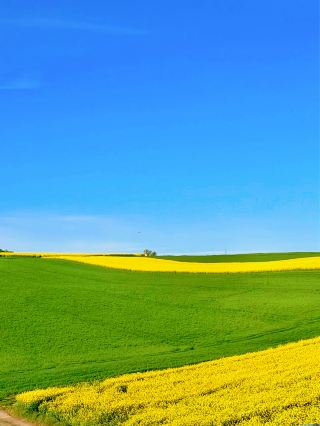 On the way to fishing, I ran into a whole sea of rapeseed flowers