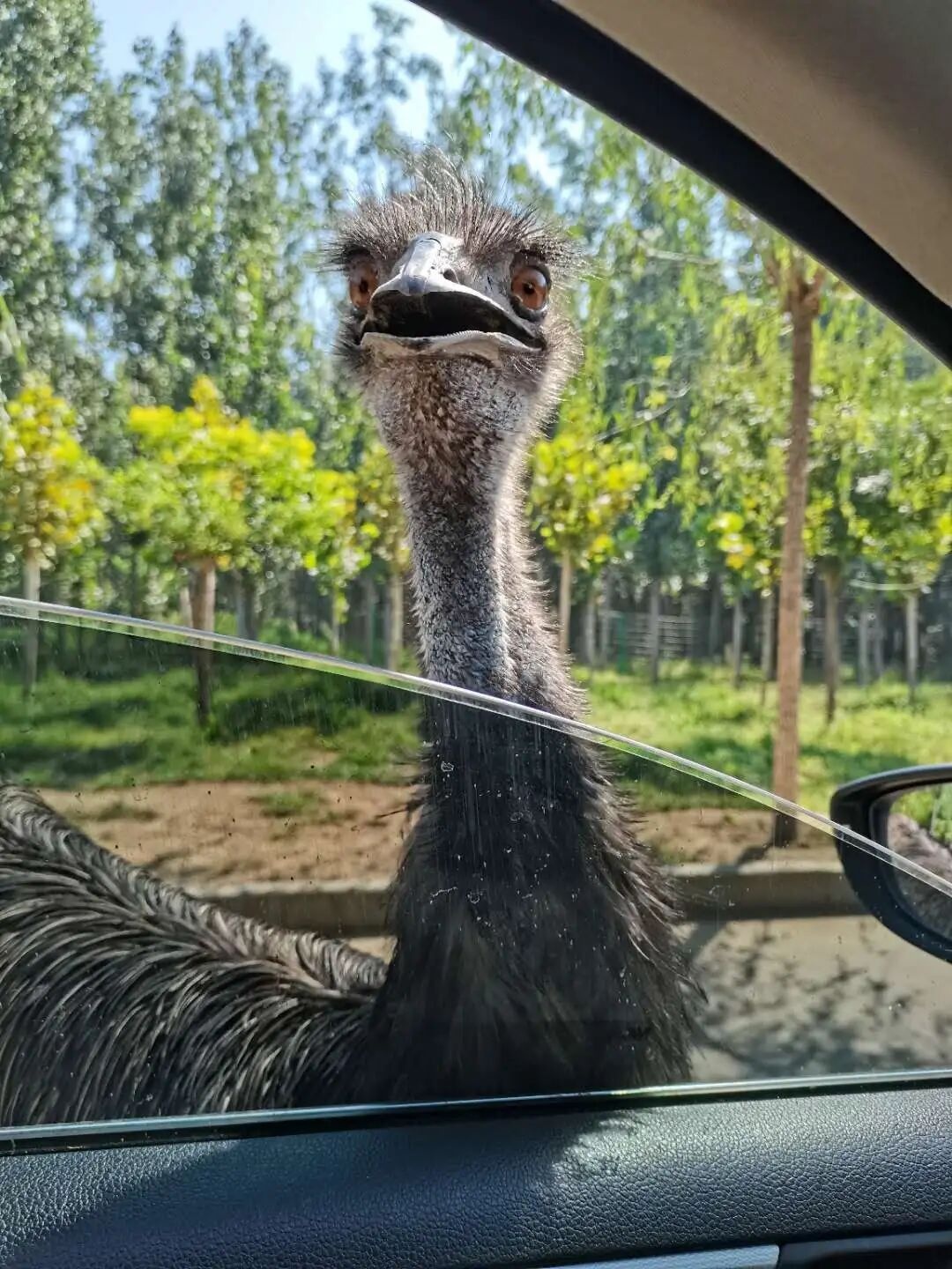 Hengshui Wildlife Park Drive-Through Route Now Open