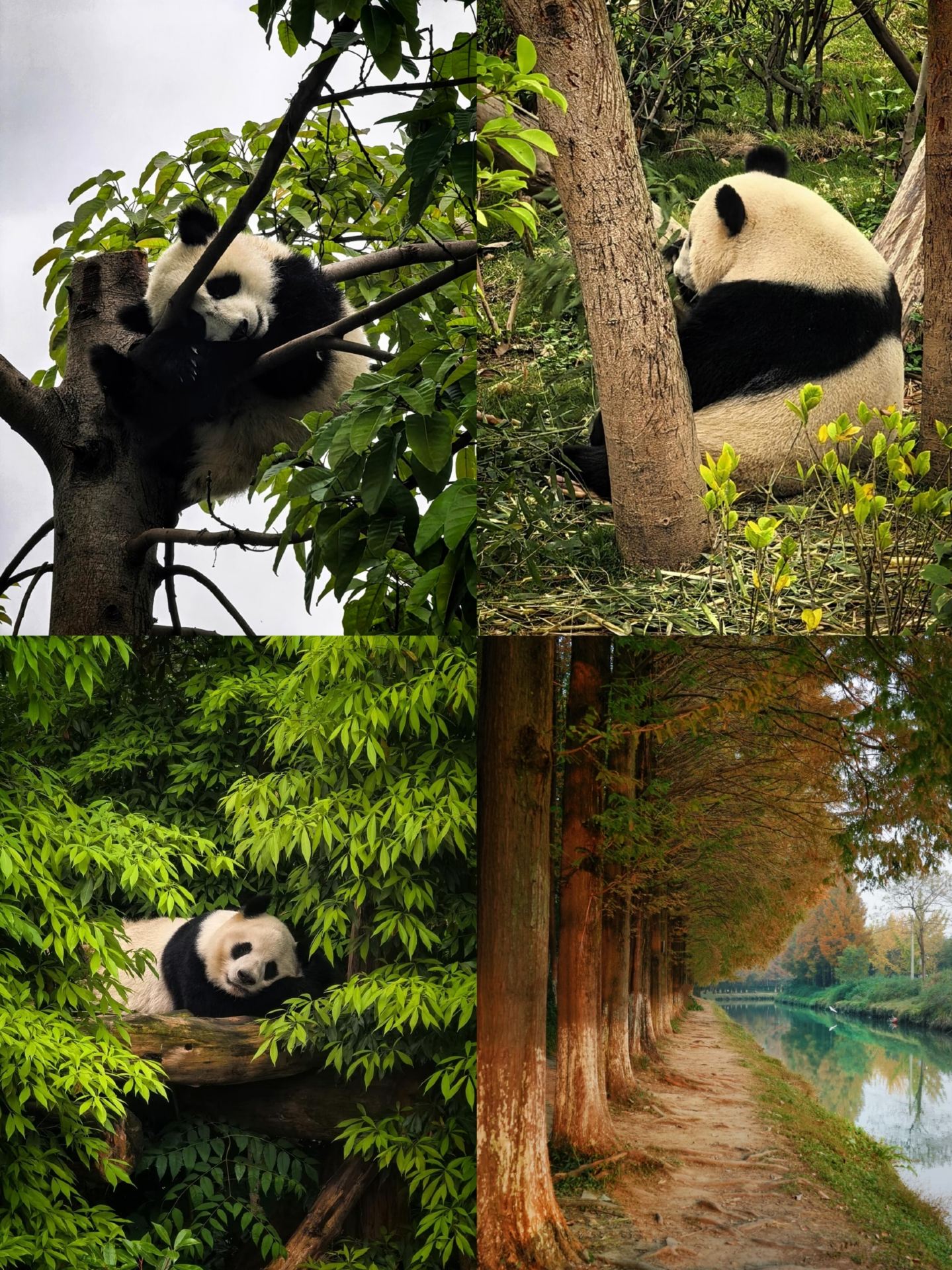 1. Best travel time

1. March–May and September–November (top choice). The temperature is comfortable, neither hot nor cold, with less rain, making it the best time to travel. Spring brings blooming flowers, and autumn offers clear, crisp air—perfect for photos.
2. June–August (summer) is hot and humid with frequent rain. It’s the low season for tourism, so hotel prices are cheaper, making it a good option for budget travelers.
3. December–February (winter) is damp and cold with no heating. Holiday periods see a surge in crowds.
‑Tips: May Day and National Day holidays are extremely crowded, with long lines at popular attractions and hotel prices doubling. Be sure to book all tickets in advance.

2. Transportation

External transport

Airplane: Prefer Shuangliu Airport, which is close to downtown. Tianfu International Airport is far from the city, with over 1 hour of commuting, so it’s not recommended.
High-speed rail: Prefer arriving at Chengdu East Station, which has metro access to major attractions. Chengdu South Station is the next option.

City transport & tips

1. Use the metro for city travel. Lines 1–4 cover most attractions. Traffic jams during rush hours are severe, so taxis are not recommended.
2. Avoid unlicensed taxis or private cars soliciting passengers at high-speed rail stations or attraction entrances; they often overcharge or add fees mid-trip. Use ride-hailing apps for transparent pricing.
3. For Dujiangyan and Qingcheng Mountain, don’t join roadside day tour buses that detour to shopping stops. Take metro line 2 to Xipu, then transfer to the intercity high-speed rail for a faster, more reliable trip.
4. The old city is best explored by shared bike; it’s more convenient than taxis for short trips.

3. Classic 4-day, 3-night itinerary (relaxed pace)

Day 1: Giant panda breeding base – Wenshu Monastery – Wangping Street – Jianshe Road night market
Start early at the panda base. In the afternoon, visit the free Wenshu Monastery for tea. Stroll along Wangping riverside street at dusk, then enjoy snacks at Jianshe Road night market.
Day 2: Chunxi Road – IFS Taikoo Li – Wuhou Shrine – Jinli
Visit the climbing panda at IFS and shop in the commercial area during the day. Tour Wuhou Shrine in the afternoon. Explore Jinli at night for the best atmosphere.
Day 3: Kuanzhai Alley – Kuixinglou Street – Du Fu Thatched Cottage – Huanhuaxi Park – Eastern Suburb Memory
Walk Kuanzhai Alley and have a main meal on nearby Kuixinglou Street. In the afternoon, visit Du Fu Thatched Cottage and the free Huanhuaxi Park. Take photos at Eastern Suburb Memory in the evening.
Day 4: Chengdu Museum (closed Mondays) – Sichuan Museum, then shop for souvenirs before heading back. Alternatively, take a day trip to Dujiangyan and Qingcheng Mountain.

4. Must-visit core attractions

1. Giant panda breeding research base (ticket 55 CNY), opens at 7:30 AM. Enter before 8 AM to see active pandas; they sleep all afternoon. Enter through the south gate and head straight to Villa 6 to see Huahua, avoiding crowds.
2. Wenshu Monastery (free), a thousand-year-old Zen temple offering tranquility amid the city. Enjoy covered bowl tea and delicious vegetarian cakes. The atmosphere is peaceful and healing.
3. Wuhou Shrine (50 CNY) + Jinli (free) are connected. Buy a ticket for Wuhou Shrine; Jinli is best for night photos and not recommended for dining.
4. Kuanzhai Alley (free) is heavily commercialized on the main street, so just stop by briefly. The surrounding alleys and Kuixinglou Street are popular with locals.
5. Eastern Suburb Memory (free) is a renovated old factory creative park with an industrial vibe, great for photos and open all day.
6. Huanhuaxi Park (free) is next to Du Fu Thatched Cottage, featuring streams and bamboo groves. It’s quiet and scenic with few visitors.

5. Accommodation & essentials

Recommended areas

1. Preferred: Second People’s Hospital, Niuwangmiao, Tianfu Square along the metro line, 1–2 stops from Chunxi Road. Prices are lower and the area is quiet.
2. Chunxi Road – Taikoo Li: convenient but noisy with high hotel prices that double in peak season.
3. Yulin Road and Fuqin neighborhood: residential areas with many food options and a lively local atmosphere, ideal for food lovers.
‑Tip: Low-priced homestays near attractions are often old residential buildings with poor soundproofing. Choose reputable chain hotels first.

Travel essentials

1. Expect a lot of walking. Wear non-slip sneakers and avoid high heels.
2. Sichuan cuisine is spicy and numbing. Carry stomach medicine. If you can’t handle spice, request “mildly spicy” when ordering. Local mild spice equals medium spice elsewhere.
3. Bring an umbrella and mosquito repellent in summer; prepare warm outerwear for the damp cold in winter.
4. All free museums (Chengdu Museum, Sichuan Museum) require online reservations in advance. They are closed on Mondays, so don’t show up without booking.

6. Food recommendations and warnings

✅ Must-try local dishes (trusted by locals)

1. Beef tallow hot pot, skewers, and boiled chicken in spicy sauce are signature dishes.
2. Specialty snacks: Shuangliu rabbit head, Zhong dumplings, dandan noodles, sweet noodles, egg cakes, ice jelly, and pork trotter soup.
3. Food hubs: Kuixinglou Street, Fuqin night market, Yulin neighborhood, and Jianshe Road night market’s old alley shops.

❌ Food warnings

1. Kuanzhai Alley, Jinli, and Chunxi Road main street’s trendy snacks are overpriced and average in taste. Only visit for photos; don’t eat main meals there.
2. Hot pot restaurants recommended by taxi drivers or homestay owners often pay kickbacks. Choose carefully.
3. Popular stalls on Jianshe Road main street are pricey. Walk deeper into residential areas for authentic local eateries.
4. Avoid buying vacuum-packed rabbit head and souvenirs at airports or train stations; prices are inflated.

7. The most comprehensive list of pitfalls to avoid (very important)

1. Tickets and tour scams

1. Book all attraction tickets and museum reservations through official mini-programs. There are no insider or discounted scalper tickets; these are scams.
2. Don’t sign up for cheap Dujiangyan or Qingcheng Mountain day tours that force shopping stops, mostly at jade shops, with little time for sightseeing.
3. The IFS 7th-floor climbing panda viewing platform is free. Don’t trust paid photographers; use your own phone.

2. Popular street scams

1. Be cautious of costume photo shoots, paid ear cleaning, and street vendors in Kuanzhai Alley and Jinli. Agree on prices upfront to avoid extra charges.
2. Don’t accept free flowers or small gifts on the street; they often come with forced fees.
3. Silver jewelry, accessories, and creative products sold at attractions are overpriced. Buy hot pot base, beef jerky, and other specialties at local supermarkets like Hongqi or Wu Dongfeng for better value.

3. Sightseeing tips

1. The panda base shuttle bus is optional; walking short distances is fine. Avoid afternoon visits when pandas are sleeping.
2. Enter Wuhou Shrine after 4 PM to avoid tour groups. The red walls and bamboo shadows make for quieter, better photos.
3. Du Fu Thatched Cottage crowds gather along the main axis. The bamboo paths at the back are quieter and more photogenic.
4. Always book Sichuan Museum and Chengdu Museum at least 3 days in advance during holidays; tickets are rarely available on site.

4. Accommodation and travel tips

1. Don’t stay near Tianfu Airport; it’s too far from downtown and wastes a lot of sightseeing time.
2. Don’t blindly trust popular hot pot restaurants with long lines; many are marketing hype. Local neighborhood spots have authentic flavors without waiting.
3. Attractions in the city are close. Don’t try to visit too many in one day to avoid rushing and losing the relaxed vibe.

8. Final friendly reminders

1. Chengdu is known for its slow-paced, leisurely travel. You don’t have to visit every attraction; tea and casual strolls are also part of the experience.
2. Prices at attractions are high. Buy water and snacks in convenience stores beforehand.
3. Sichuan dishes are spicy and numbing. Try them gradually and avoid overeating all at once. 