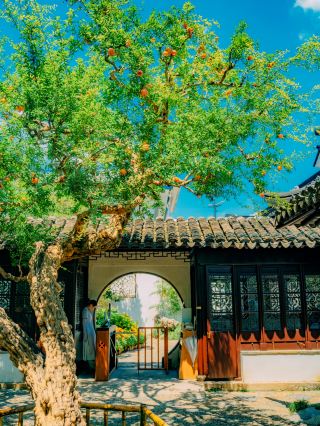 怡園の樹齢100年のザクロが赤く色づき、中国美学の秋を具現化しました