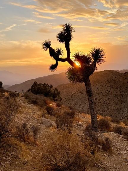 Joshua Tree National Park | Catch a wilderness sunset at Keys View