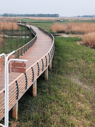 崇明島にあるこの無料の湿地、自然が豊かすぎて最高！