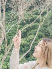 คาเฟ่มูจิบนดอยวาวีเชียงราย
