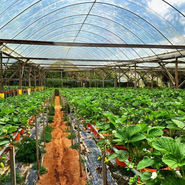CAMERON HIGHLAND BEST AGRICULTURAL HILLSIDE 