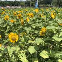 春夏季賞花好去處
