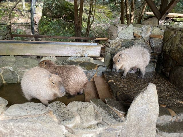 可極近距離接觸動物❤️可愛到融化了