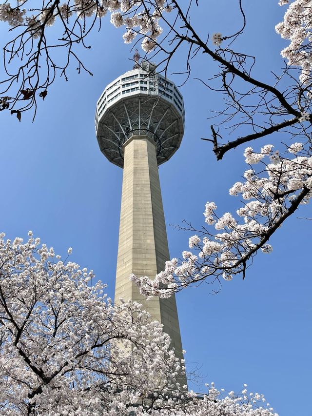 대구 벚꽃은 이월드에서 즐겨요🌸🌸🌸