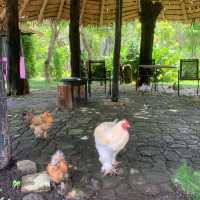 Rabbit Hole At Phuket 