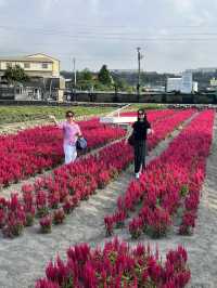 Zhong She Flower Market Taichung 🌷