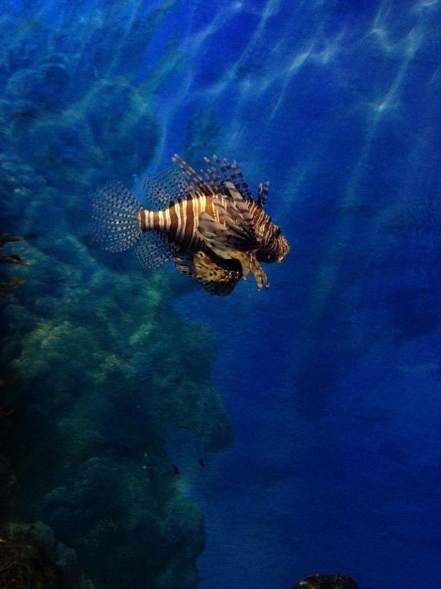 超合適泰國🇹🇭親子活動景點👍🏻曼谷最大水族館😛Siam Ocean World