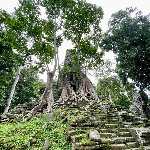 Preah Palilay - the three big trees