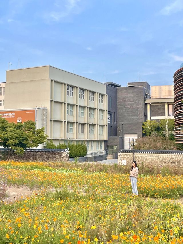 코스모스 밭으로 펼쳐진 인사동 공원, 열린송현 녹지광장🌼