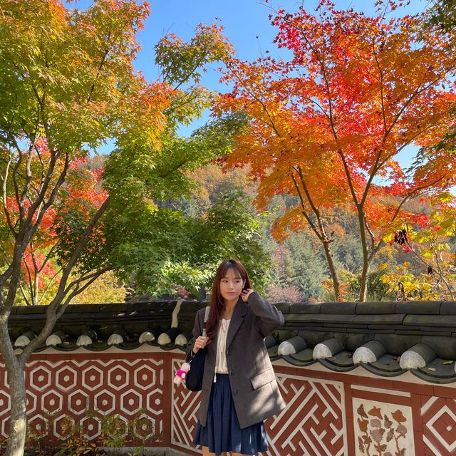 숲 속 산책하기 좋은 서울 근교 핫플🍁