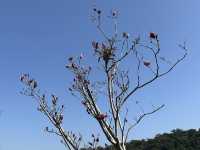 本地遊 | 大埔Lake House | 大紅鬱金香賀新年