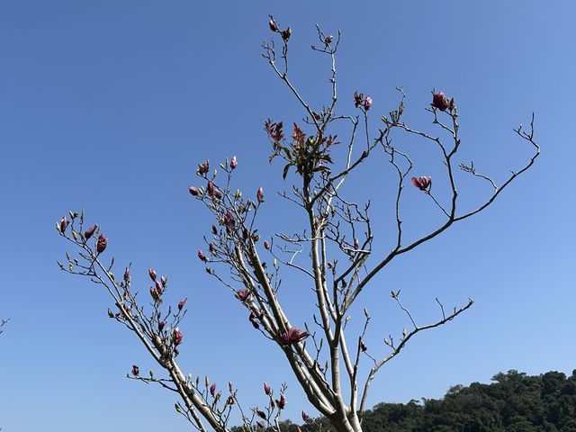 本地遊 | 大埔Lake House | 大紅鬱金香賀新年