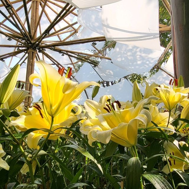 Chiang Mai Flowers Festival 2023