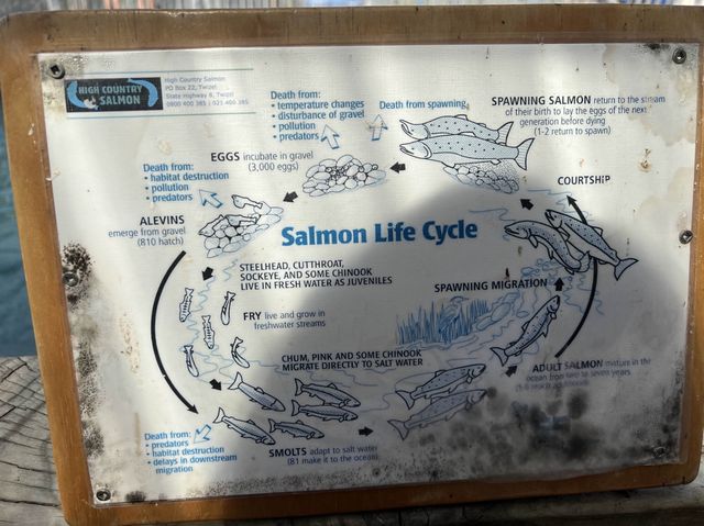 紐西蘭景點，高山鮭魚農場Twizel High Country Salmon，想吃新鮮鮭魚來這裡就對了