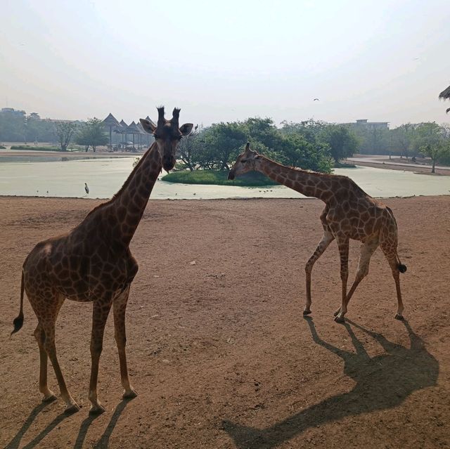 泰國最大野生動物園Safari world