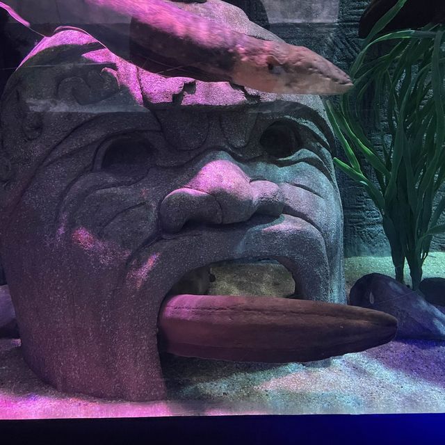 Busan SeaLife Aquarium - Awesome!