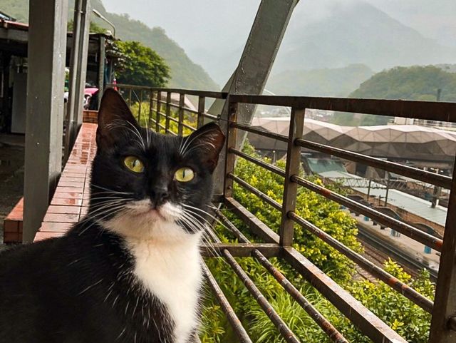 หมู่บ้านแมว 🐈🐈‍⬛ Houtong Village