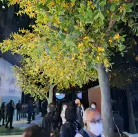 桂花公社的參觀的個人感受