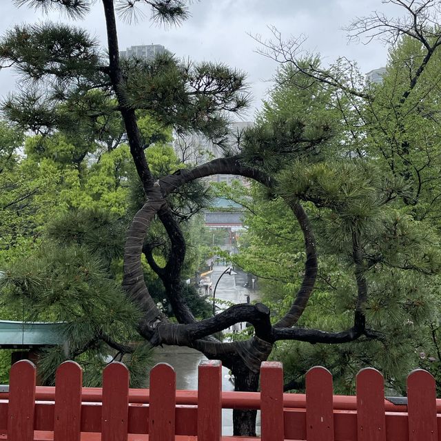 달의 소나무가 있는 청수관음당🌲