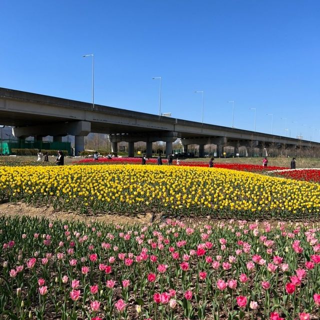 부산 도심에서 즐기는 알록달록 튤립 🌷