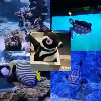 Amazing Sumida Aquarium