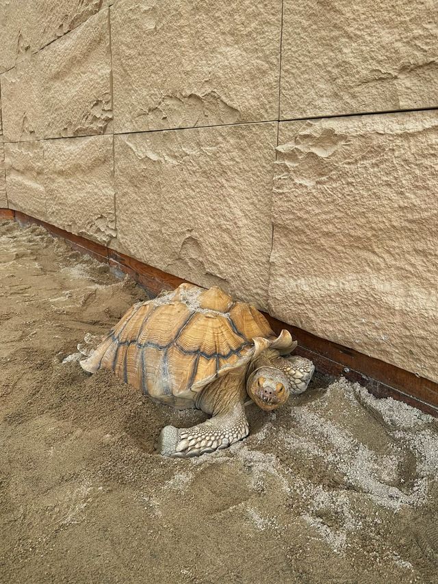 《宜蘭》礁溪西部荒野風新農場 餵食超多可愛小動物-回巢Homing