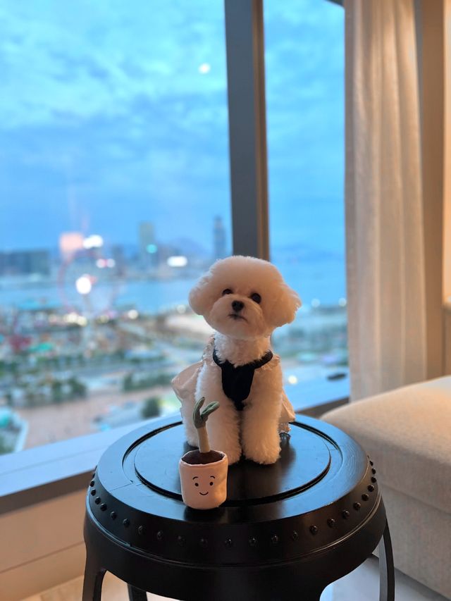 香港中環低調奢華的五星級寵物友善酒店-香港文華東方酒店