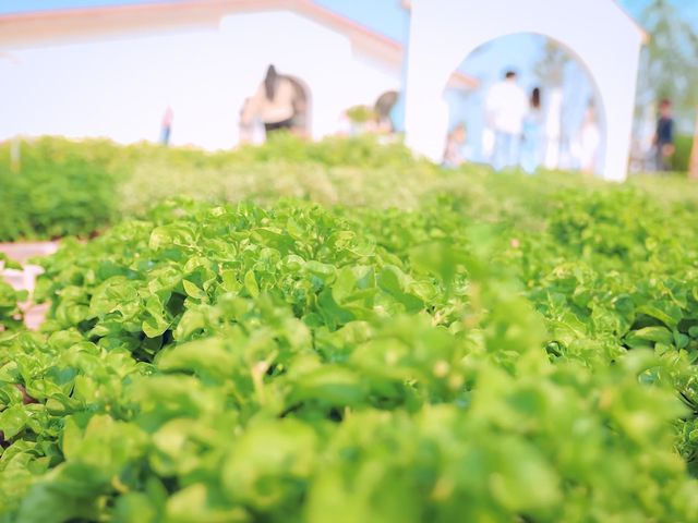 Lemon Me Farm & Cafe
