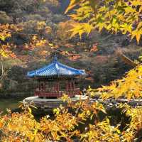 Autumn Foliage at Naejangsan National Park