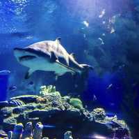Dive in at Aquaria KLCC