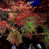 Atami Plum garden and momiji 