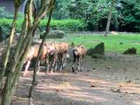 Singapore Zoo, Great Experience 