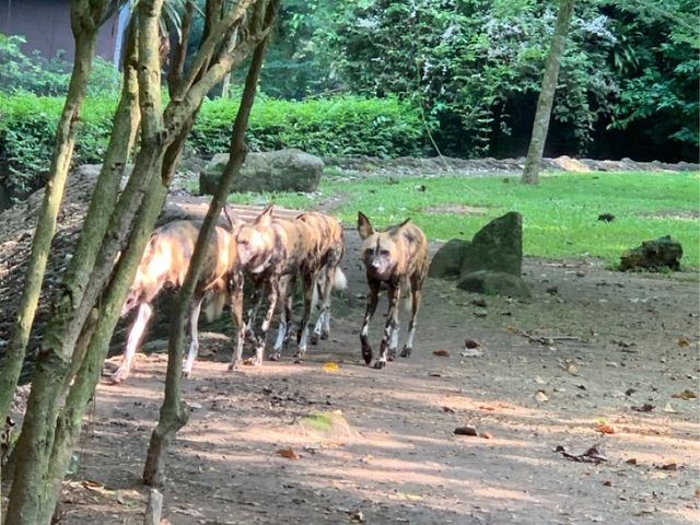 Singapore Zoo, Great Experience 