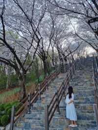 대구 벚꽃 명소:: 침산공원🌸