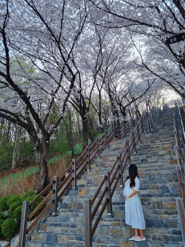 대구 벚꽃 명소:: 침산공원🌸