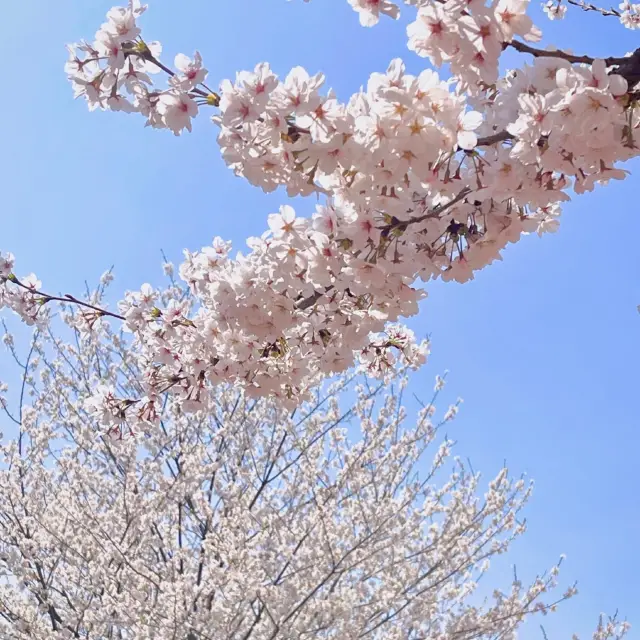 🌸보라매공원 벚꽃터널🌸