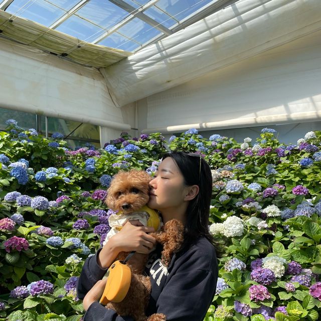 태안 세계튤립꽃박람회에서 봄꽃 놀이🌷