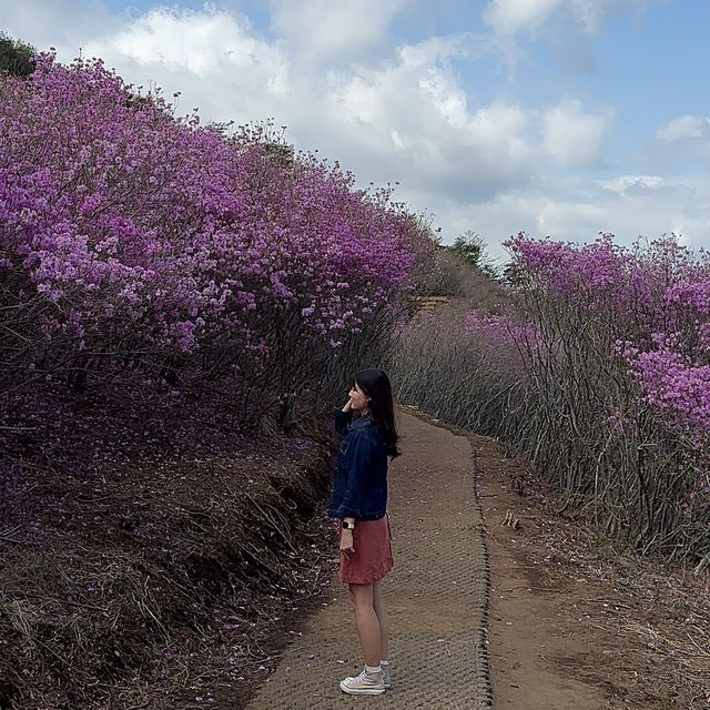 진달래로 가득한 창녕 화왕산 