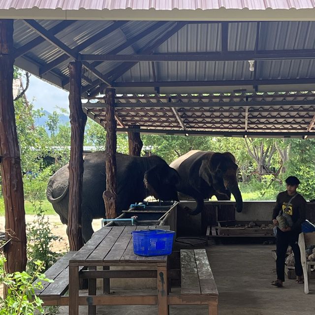 泰國北壁府有意義的旅程-Elephants World🐘